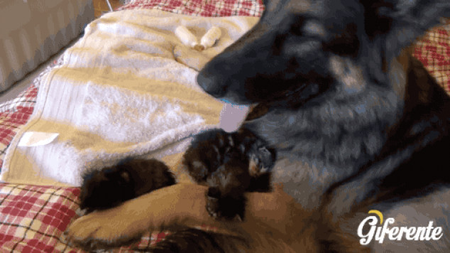 Brooke quiere a los gatitos como si fueran propios Brooke quiere a los gatitos como si fueran propios