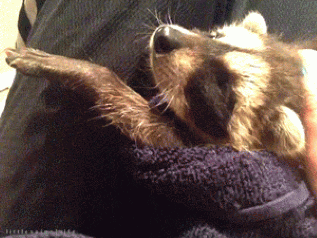 Bebe mapache bostezando mientras duerme en los brazos de un humano