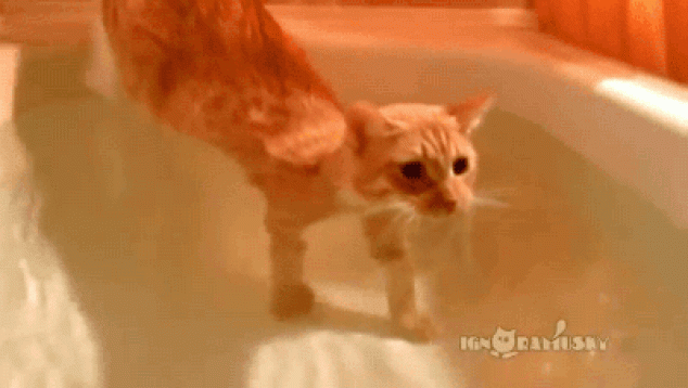 Gatito entrando en la bañera, dispuesto a darse un baño