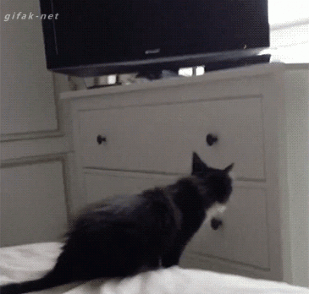 Gatito intentando saltar al mueble