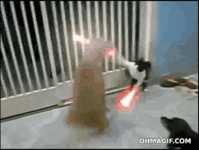 Gato jedi peleando contra perro jedi con sables de luz