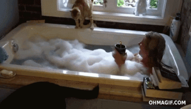 Gato se resbala y cae en una bañera