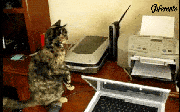 Gato sorprendido por el ruido de la impresora
