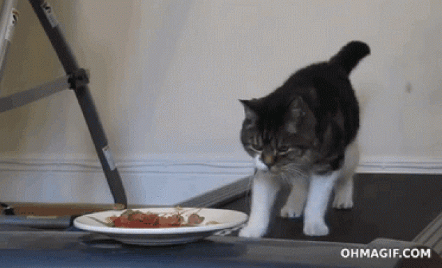 Gato vs alimentos (en una caminadora)