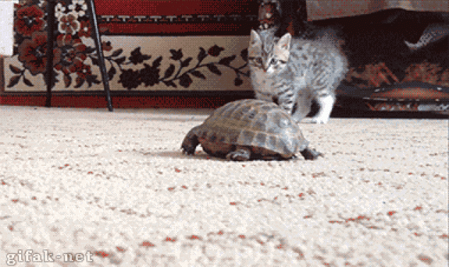 Gracioso gatito jugando con una tortuga