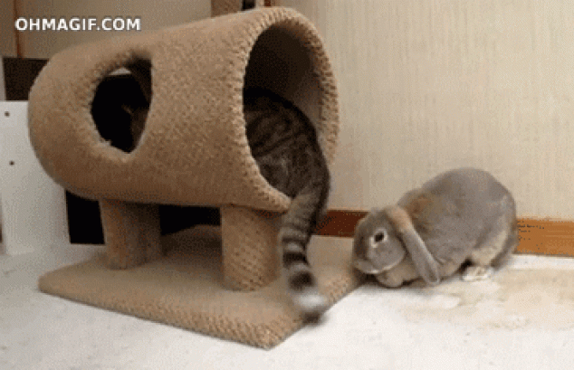 Gracioso gato molesto un conejito con su cola