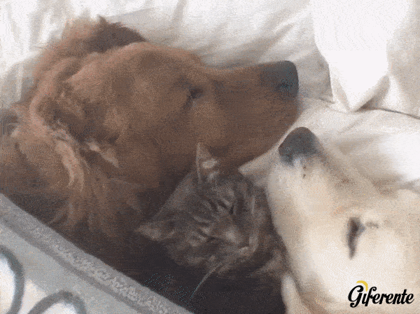 Las siestas son mejores con un perro