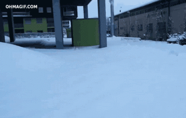 Lindo perro arando por nieve