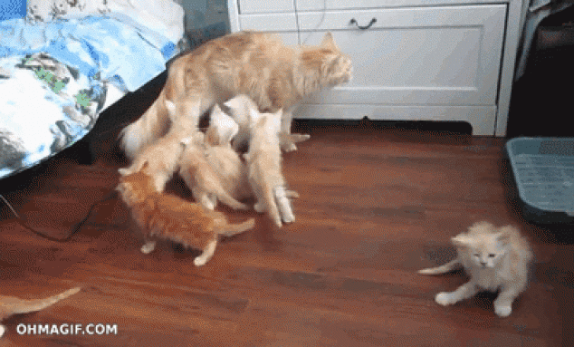 Mamá se cae y los gatitos tienen una reacción épica