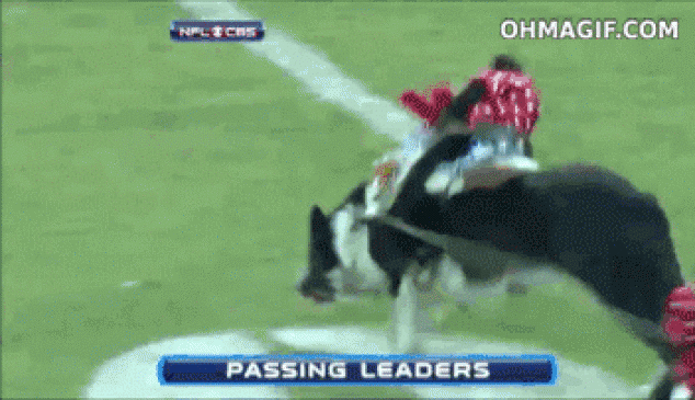 Mono gracioso montando un perro durante el partido de la NFL