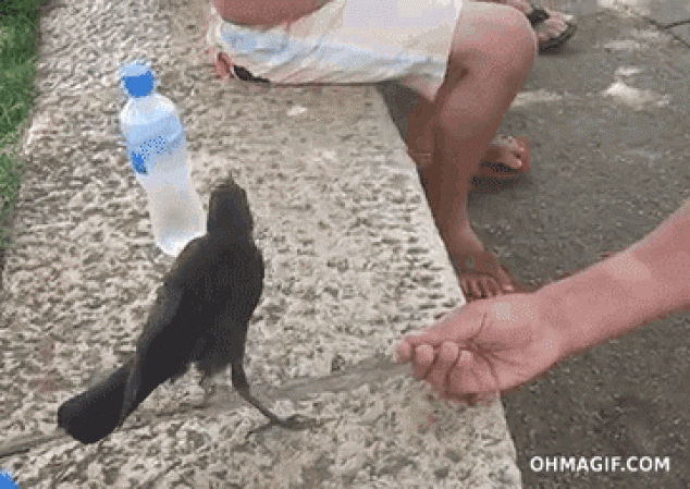 Pájaro sediento inteligente pide agua a los seres humanos
