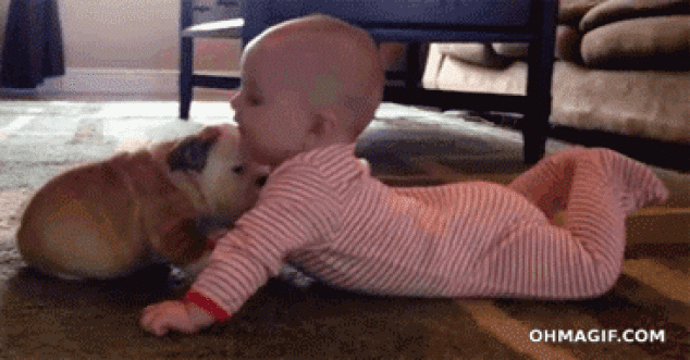 Perrito lindo bulldog besar al bebé