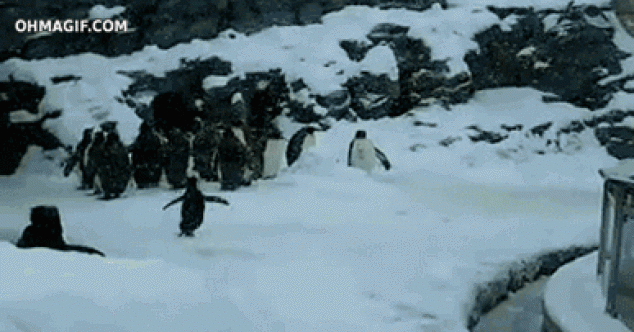 Pingüino feliz saltando en la nieve