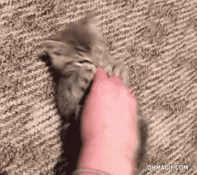 Reacción de lindo gatito adorable a cosquillas
