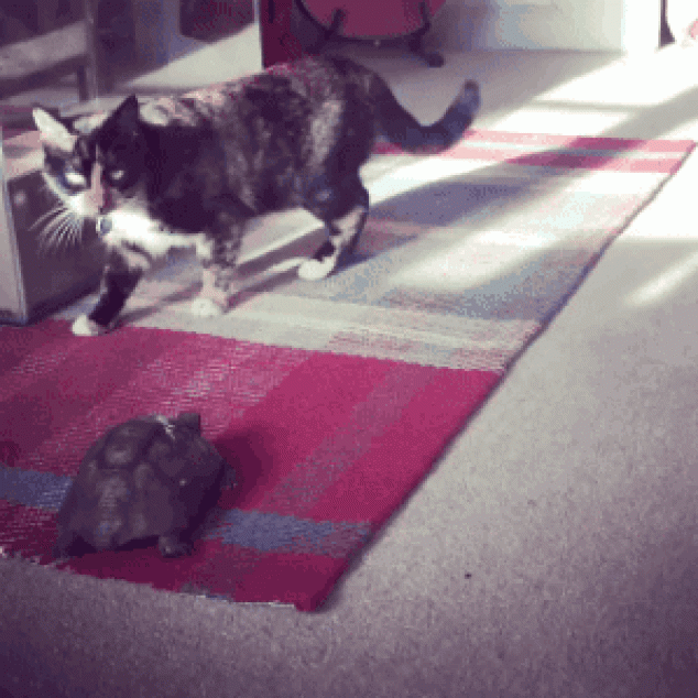 Simpático gato asustado de una tortuga