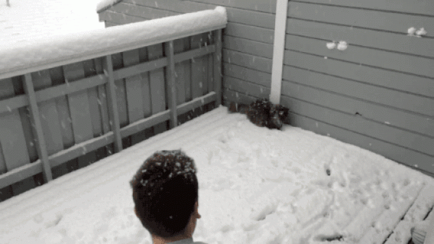 Y el gato derrumba la bola de nieve