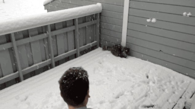 Y el gato derrumba la bola de nieve Y el gato derrumba la bola de nieve