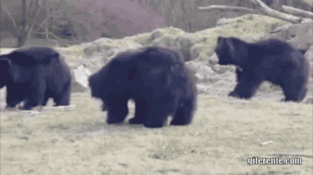 Ya son tres los osos que se apuntan a jugar con el globo