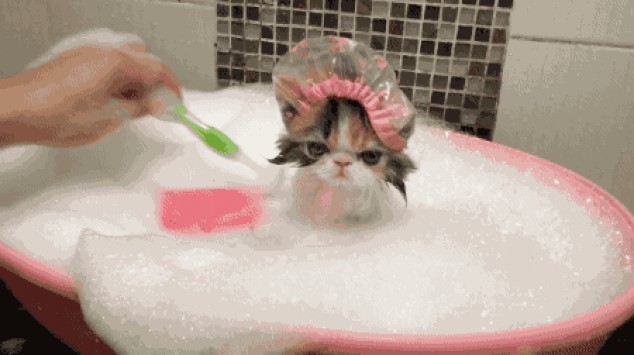 Gatito tomando un baño