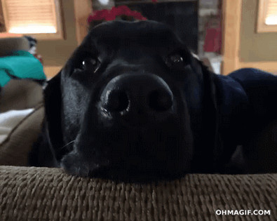 Perro ’ reacción de s al enterarse de ello ’ la hora del baño s